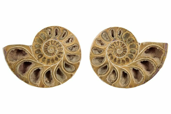 Jurassic Cut & Polished Ammonite Fossil - Madagascar #289302